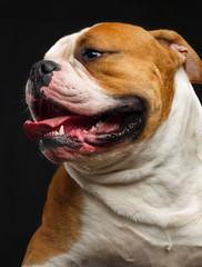 Obraz premium American Bulldog Dog Isolated on Black Background in studio