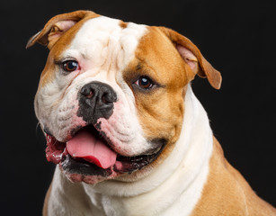 American Bulldog Dog  Isolated  on Black Background in studio