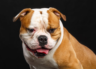 American Bulldog Dog  Isolated  on Black Background in studio