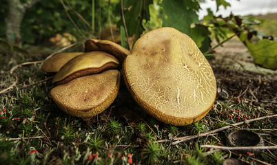 A Cluster of Xerocomus subtomentosus Mushrooms