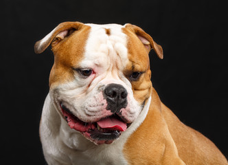 American Bulldog Dog  Isolated  on Black Background in studio