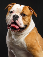 American Bulldog Dog  Isolated  on Black Background in studio