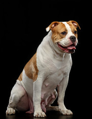 American Bulldog Dog  Isolated  on Black Background in studio