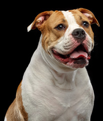American Bulldog Dog  Isolated  on Black Background in studio