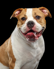 American Bulldog Dog  Isolated  on Black Background in studio