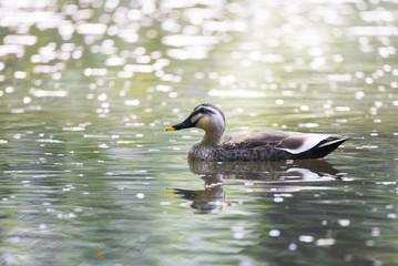 Spot billed duck swims on the pond where petals of sakura, means cherry tree, flowers float in spring.