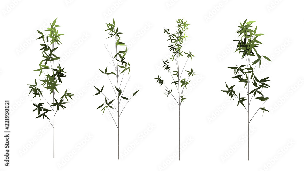 Wall mural the collection of tree. bamboo tree isolated on white background with clipping path.