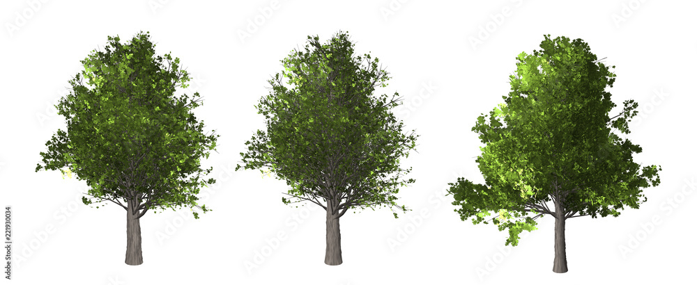 Wall mural the collection of tree. maple tree isolated on white background with clipping path.