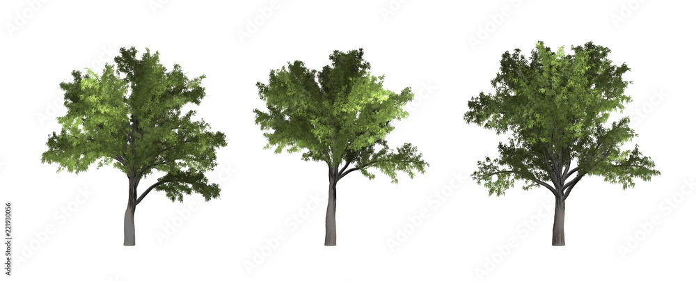 Wall mural the collection of tree. robinia tree isolated on white background with clipping path.