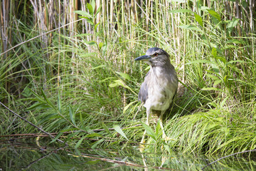 Young black-crowned night heron on the bank of the pond in early summer.