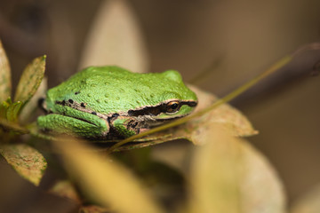 green tree frog