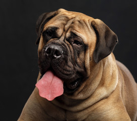 Bullmastiff dog on Isolated Black Background in studio