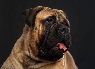 Bullmastiff dog on Isolated Black Background in studio