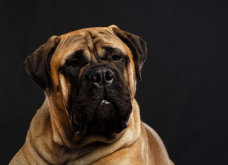 Bullmastiff dog on Isolated Black Background in studio