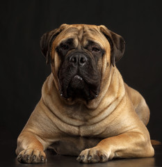 Bullmastiff dog on Isolated Black Background in studio