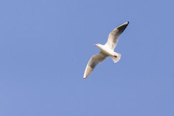 Black headed gull flies in the blue sky.