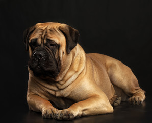 Obraz premium Bullmastiff dog on Isolated Black Background in studio