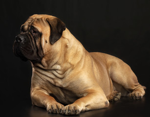 Bullmastiff dog on Isolated Black Background in studio