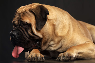 Bullmastiff dog on Isolated Black Background in studio