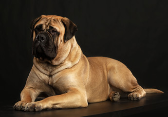 Bullmastiff dog on Isolated Black Background in studio