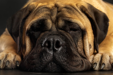 Bullmastiff dog on Isolated Black Background in studio