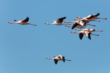 Puna Flamingos in Ansenuza National Park, Argentina