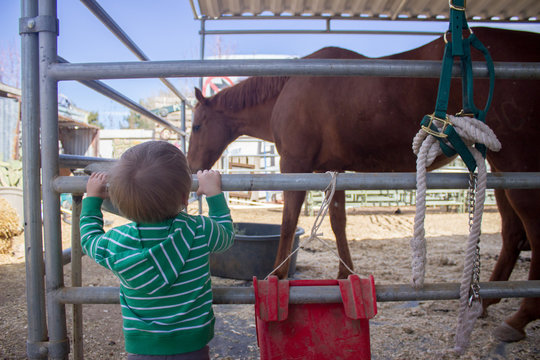 Toddler looking at horse on a farm in the outskirts of Las Vegas city