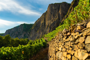 Weinberge am Rotenfels Bad Muenster am Stein-Ebernburg, Rheinland-Pfalz, Deutschland