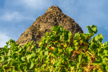 Berg Felsmassiv Rotenfels mit Weinreben Bad Muenster am Stein-Ebernburg, Rheinland-Pfalz,...