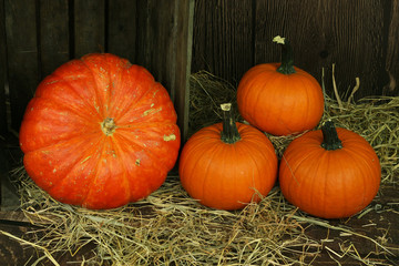 duża pomarańczowa dynia w stodole © katherine_gee