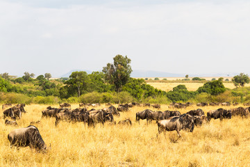 Fototapeta na wymiar A small herd of wildebeest in the savannah. Masai Mara, Kenya