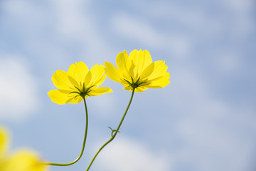 Couple of yellow flowers of sulfur cosmos against the blue sky.