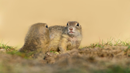 Naklejka na ściany i meble Two ground squirrels in grass with blurry background