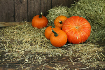 duża pomarańczowa dynia w stodole © katherine_gee