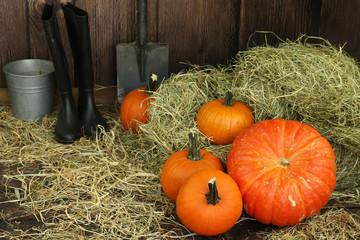 wspaniałe dynie prosto z pola © katherine_gee