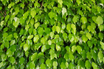 Fototapeta na wymiar Wall of green leaves. Nature abstract background.