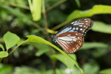 Black and blue butterfly, called chestnut tiger, perches on a leaf in the mountain in summer.