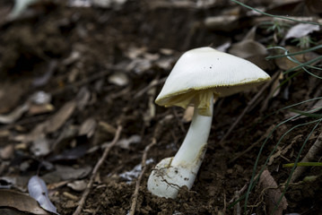 Poisonous fool's mushroom on the leaf mold in the mountain.