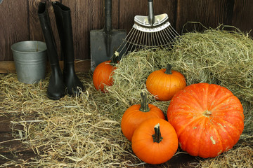 wspaniałe dynie prosto z pola © katherine_gee