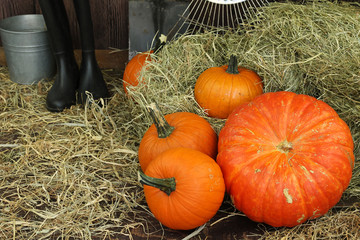 wspaniałe dynie prosto z pola © katherine_gee