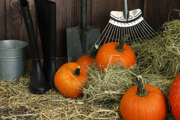 wspaniałe dynie prosto z pola © katherine_gee