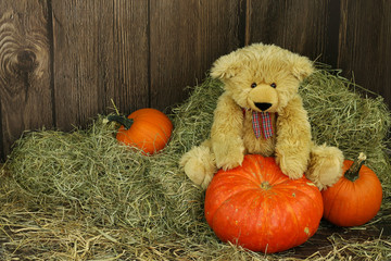 pluszowy miś i halloweenowe dynie