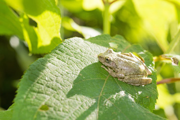 Kajika frog rests on a leaf in summer.