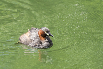 Little  grebe swims on a pond.