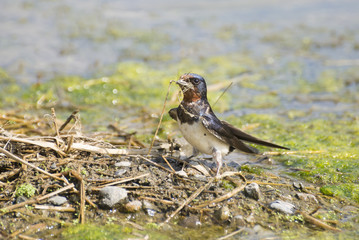 Swallow picks up a straw which will be materials of its nest.