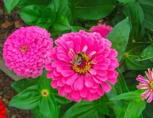 colorful beautiful flowers of zinnia in the city park.