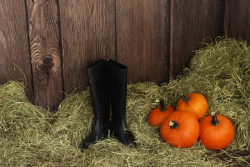 wspaniałe dynie prosto z pola © katherine_gee