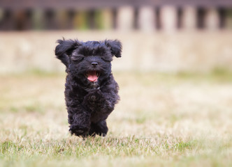 havanese puppy dog