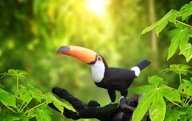 Zelfklevend Fotobehang HMooie kleurrijke toekanvogel © frenta