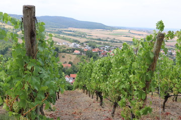 Fototapeta na wymiar Weinstöcke in Franken mit uralten Sorten wie Adelfränkisch, weißer Heunisch, blauer Kölner und roter Silvaner
